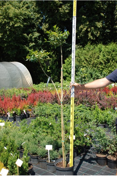 Бруслина форчуна Блонді / Інтерболві на штамбі | Бересклет форчуна Блонди / Интерболви на штамбе | Euonymus fortunei Blondy / Interbolwi on shtambe